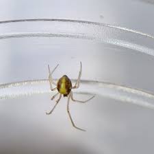 Attēlu rezultāti vaicājumam “Neottiura bimaculata”