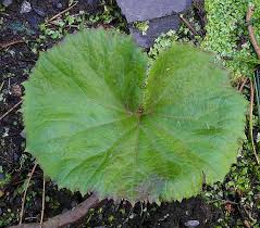 Attēlu rezultāti vaicājumam “Petasites hybridus leaf”