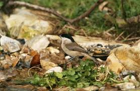 Attēlu rezultāti vaicājumam “Sylvia atricapilla”