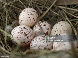 Attēlu rezultāti vaicājumam “Gallinago gallinago eggs”