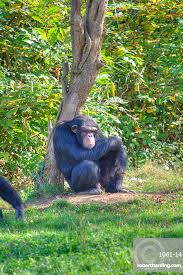 Attēlu rezultāti vaicājumam “Troglodytes troglodytes adult”