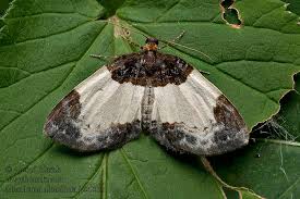 Attēlu rezultāti vaicājumam “Mesoleuca albicillata”