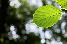 Attēlu rezultāti vaicājumam “Corylus avellana leaf”