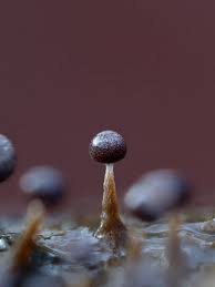 Attēlu rezultāti vaicājumam “Physarum bitectum macro”