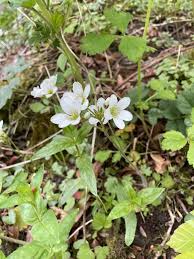 Attēlu rezultāti vaicājumam “Saxifraga granulata leaf”