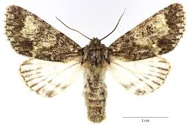 Attēlu rezultāti vaicājumam “Acronicta megacephala”