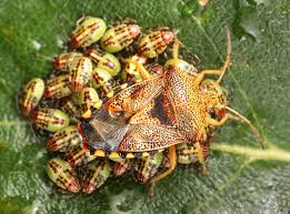 Attēlu rezultāti vaicājumam “Elasmucha grisea imago”