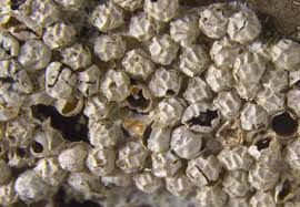 Attēlu rezultāti vaicājumam “Physarum diderma”