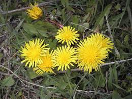 Attēlu rezultāti vaicājumam “Taraxacum suecicum”