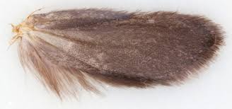 Attēlu rezultāti vaicājumam “Yponomeuta plumbella”