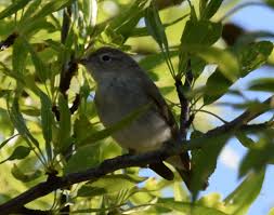 Image result for Phylloscopus orientalis