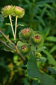 Attēlu rezultāti vaicājumam “Carlina biebersteinii fruit”