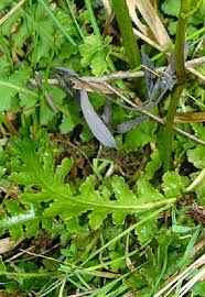 Attēlu rezultāti vaicājumam “Pedicularis sceptrum-carolinum leaf”