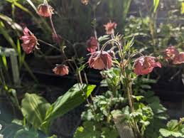 Attēlu rezultāti vaicājumam “Geum rivale flower”