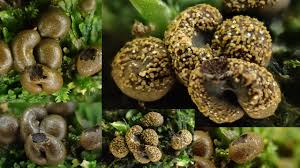 Attēlu rezultāti vaicājumam “Diderma tigrinum stalked”