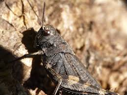 Attēlu rezultāti vaicājumam “Psophus stridulus”