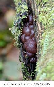 Attēlu rezultāti vaicājumam “Ascotremella faginea”