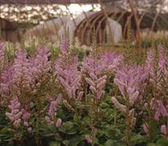 Attēlu rezultāti vaicājumam “Astilbe chinensis”