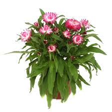 Image result for Strohblume