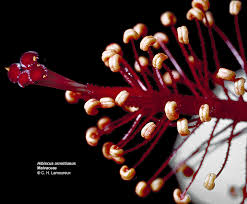 Attēlu rezultāti vaicājumam “Malvaceae”