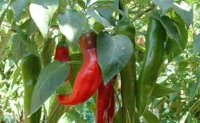 Afbeeldingsresultaat voor numex chimayo hot pepper