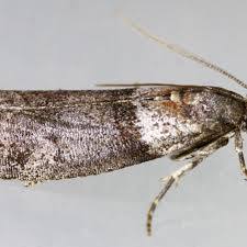 Attēlu rezultāti vaicājumam “Mucronella subtilis”