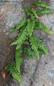 Attēlu rezultāti vaicājumam “Polypodium vulgare”