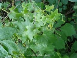 Attēlu rezultāti vaicājumam “Bryonia alba bud”
