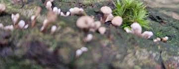 Attēlu rezultāti vaicājumam “Phleogena faginea”