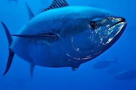 Image result for Thunnus atlanticus