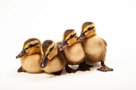 Attēlu rezultāti vaicājumam “Anas platyrhynchos juvenile”