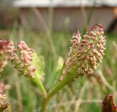 Attēlu rezultāti vaicājumam “Ochropsora ariae”