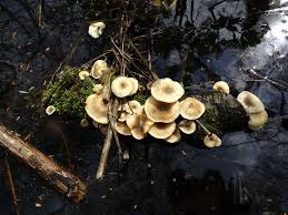 Attēlu rezultāti vaicājumam “Lentinus suavissimus”