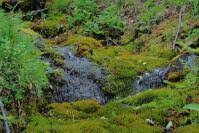 Attēlu rezultāti vaicājumam “Palustriella falcata”