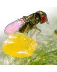 Attēlu rezultāti vaicājumam “Adalia bipunctata”