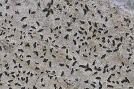 Attēlu rezultāti vaicājumam “Alyxoria varia”