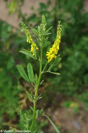 Attēlu rezultāti vaicājumam “Melilotus wolgicus”