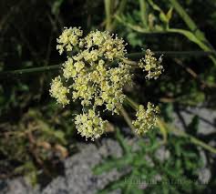 Attēlu rezultāti vaicājumam “Heracleum sphondylium subsp. sibiricum”