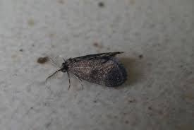 Attēlu rezultāti vaicājumam “Psyche casta”