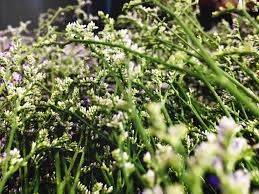 Attēlu rezultāti vaicājumam “Hydrocotyle vulgaris flower”