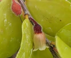 Attēlu rezultāti vaicājumam “Erysimum hieracifolium fruit”