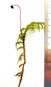 Attēlu rezultāti vaicājumam “Rhytidiadelphus subpinnatus”