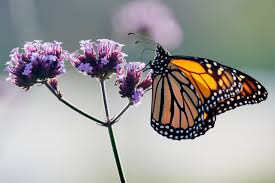 Image result for monarch butterfly