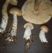 Attēlu rezultāti vaicājumam “Leccinum scabrum”