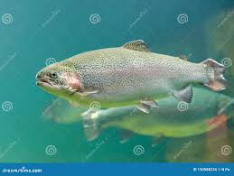 Image result for Oncorhynchus mykiss