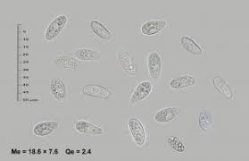 Attēlu rezultāti vaicājumam “Xylographa paralella”