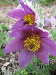 Image result for Pulsatilla