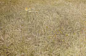 Attēlu rezultāti vaicājumam “Brassica napus fruit”