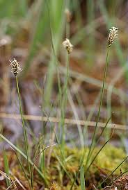 Attēlu rezultāti vaicājumam “Carex dioica”