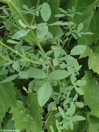 Attēlu rezultāti vaicājumam “Melilotus officinalis leaf”